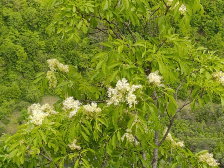 Fraxinus ornus