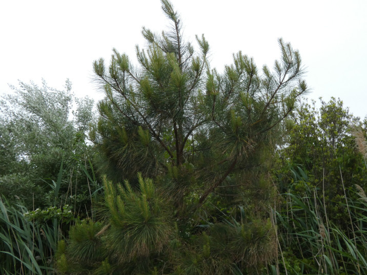 Pinus taeda