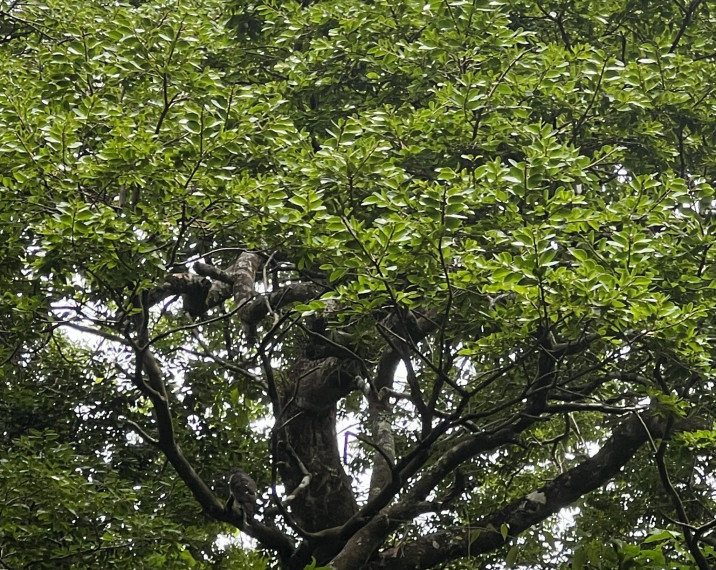 Hymenaea courbaril