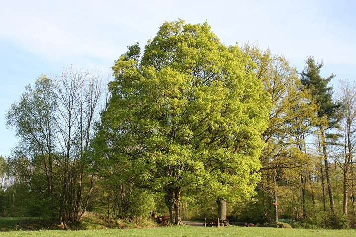 Acer campestre