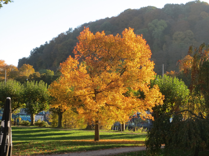 Liquidambar styraciflua