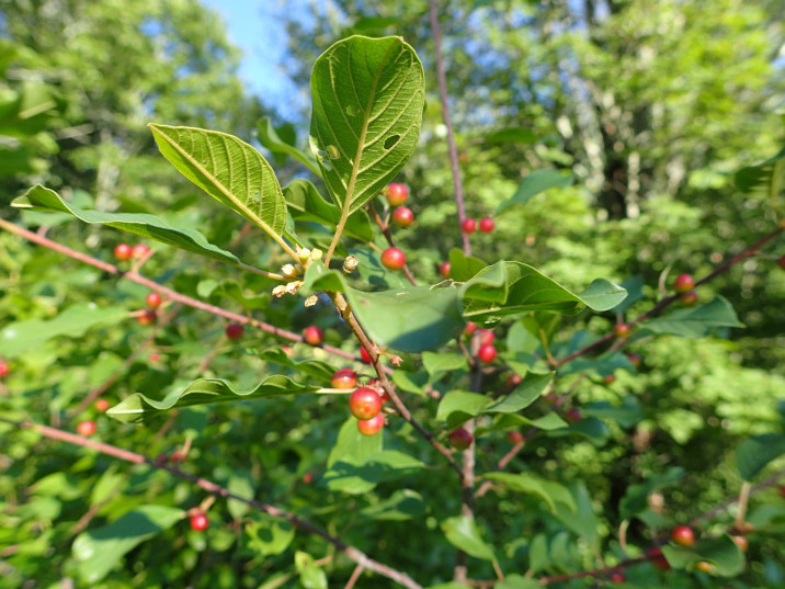 Frangula alnus