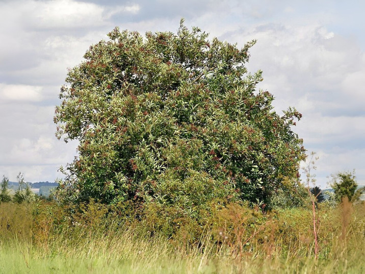Sambucus nigra