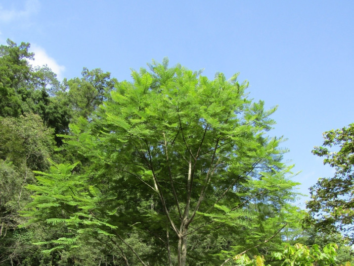 Schizolobium parahyba