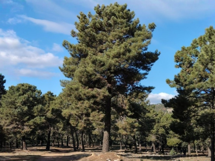 Pinus pinaster