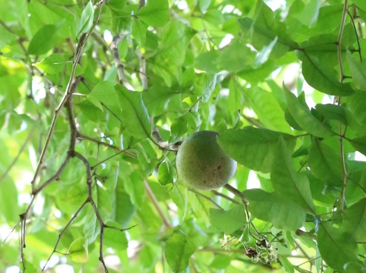 Aegle marmelos
