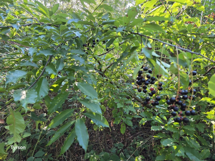 Prunus serotina
