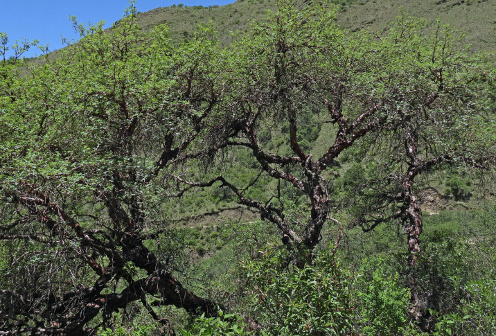 Polylepis australis