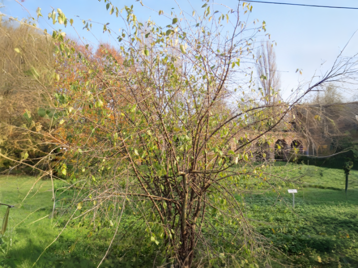 Rhamnus cathartica