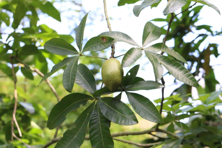 Pachira glabra