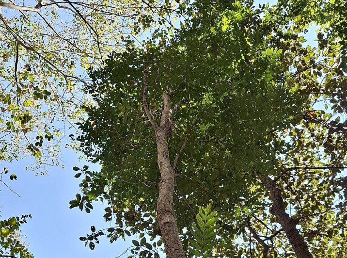Dalbergia cultrata