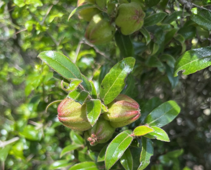 Diospyros whyteana
