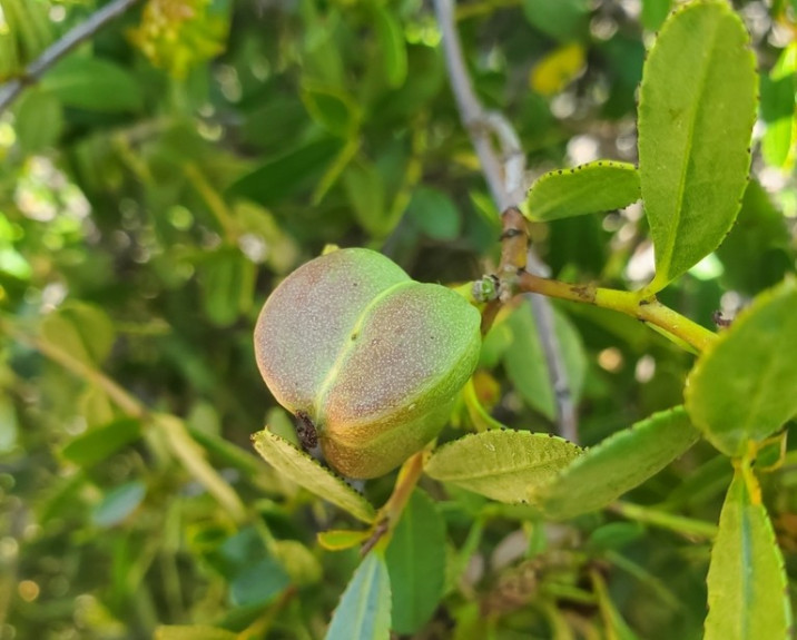 Colliguaja odorifera