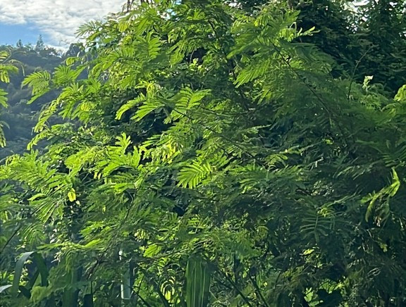 Leucaena leucocephala