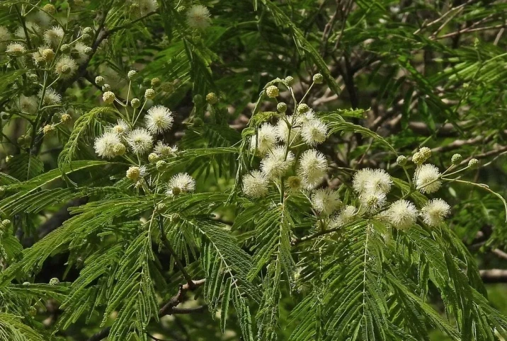 Anadenanthera colubrina