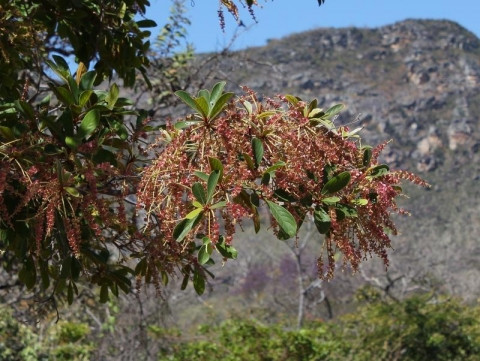 Terminalia glaucescens