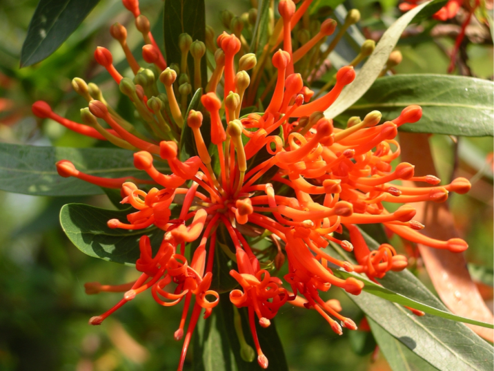 Embothrium coccineum
