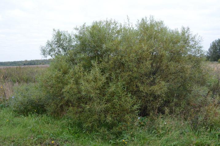 Salix viminalis