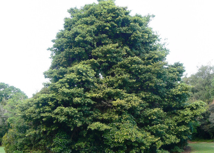 Podocarpus milanjianus