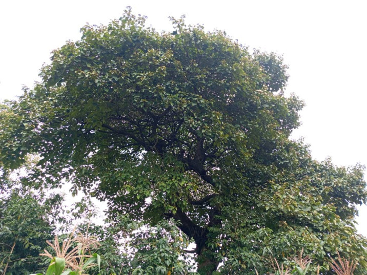 Cordia africana