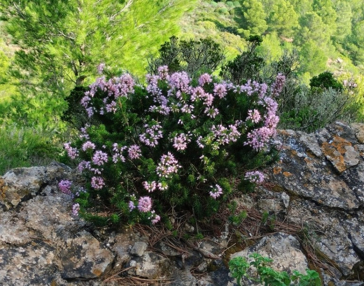 Erica multiflora