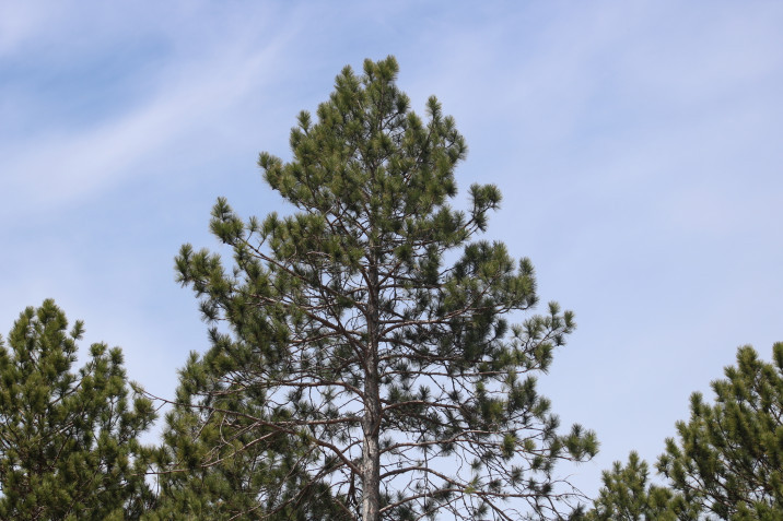 Pinus resinosa