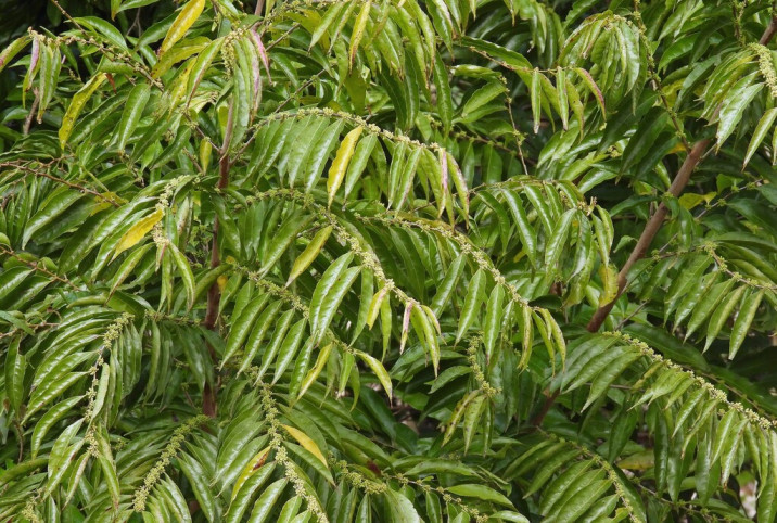 Casearia sylvestris
