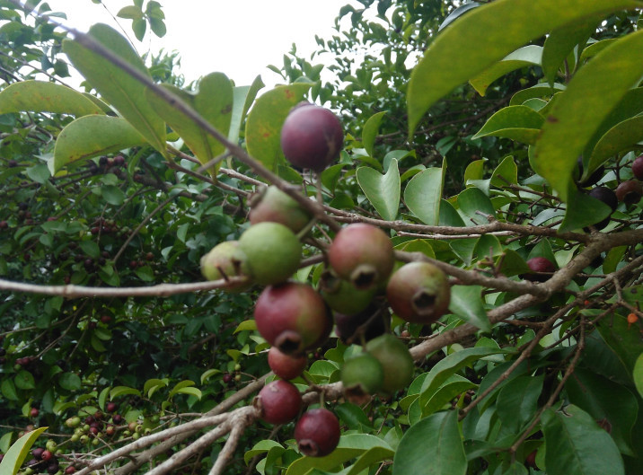 Psidium myrtoides