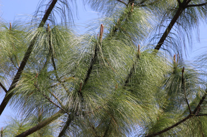 Pinus devoniana