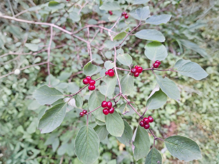 Lonicera xylosteum