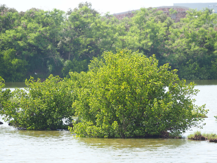 Lumnitzera racemosa