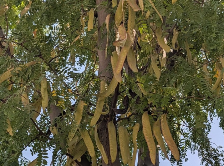 Gleditsia triacanthos