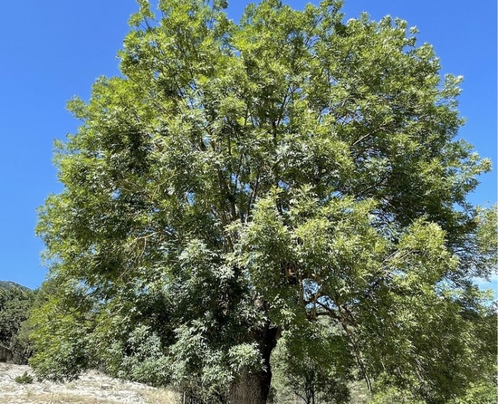Fraxinus angustifolia