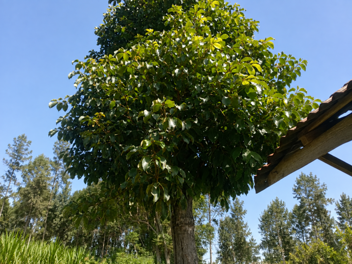 Vitex keniensis