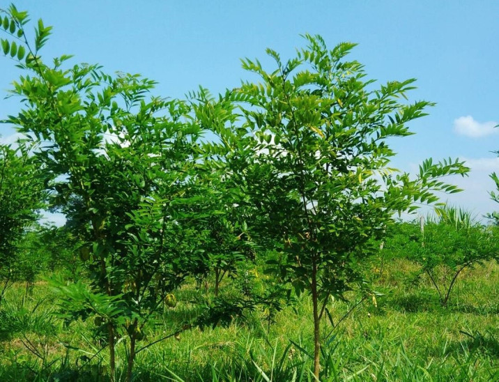 Indigofera zollingeriana