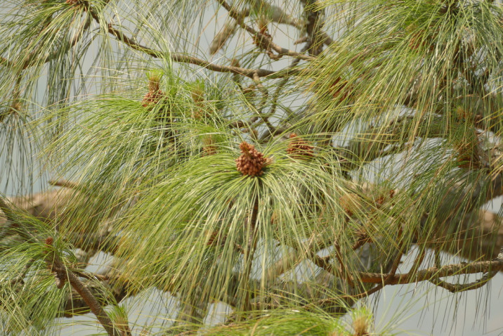Pinus roxburghii