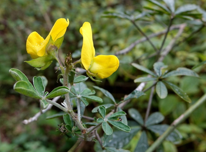 Crotalaria grahamiana