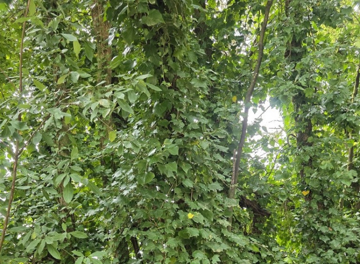 Hedera helix