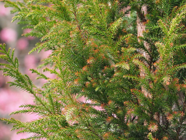 Cryptomeria japonica