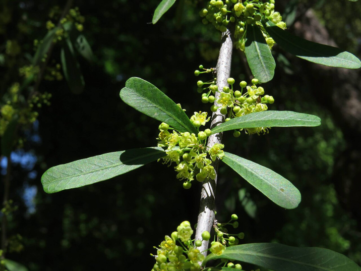 Schinus polygama