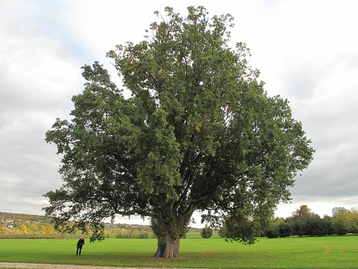 Quercus robur