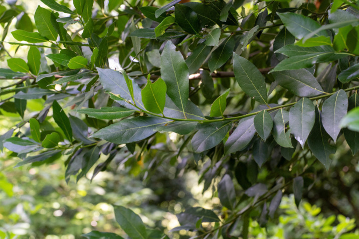 Laurus nobilis