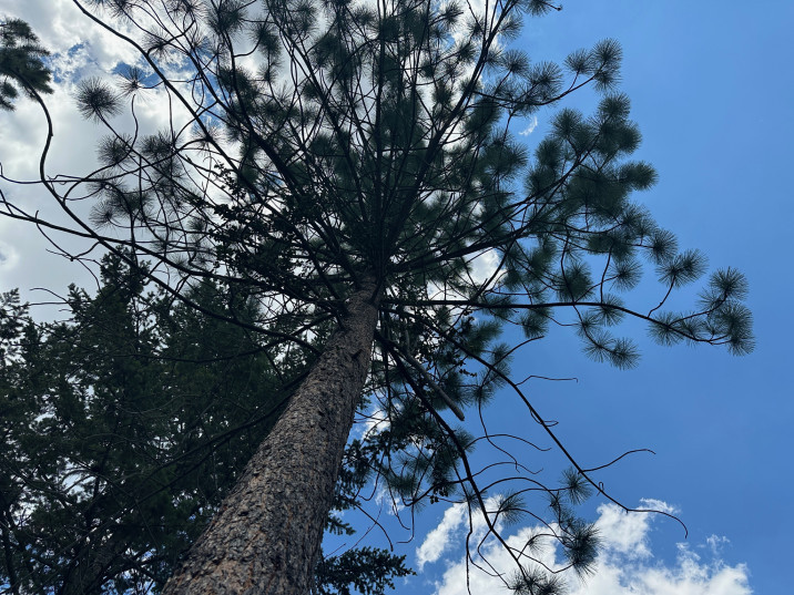 Pinus ponderosa