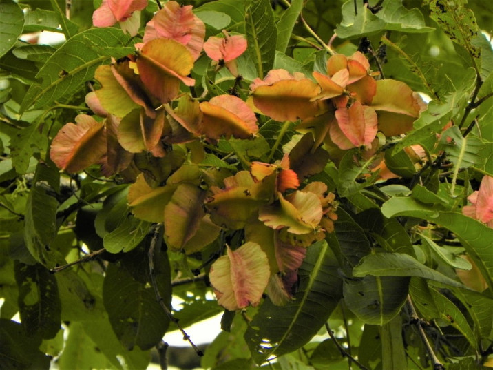 Terminalia tomentosa