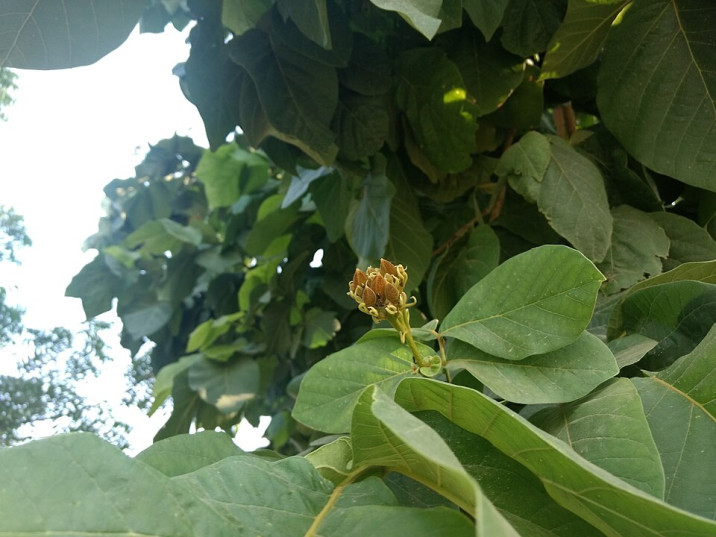 Fernandoa adenophylla