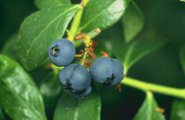 Vaccinium corymbosum