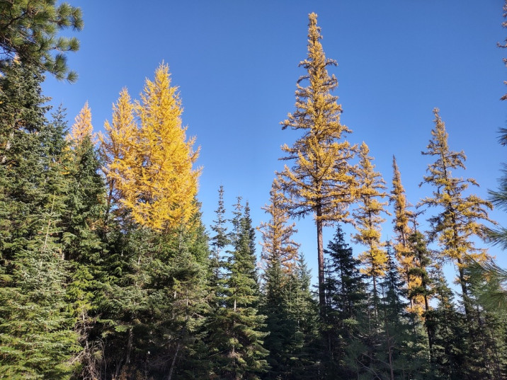 Larix occidentalis