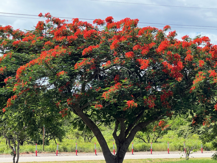 Delonix regia