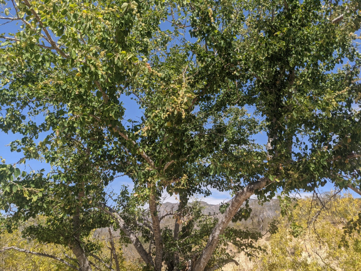 Pithecellobium dulce