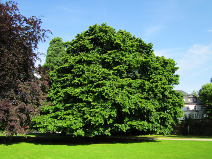 Corylus colurna
